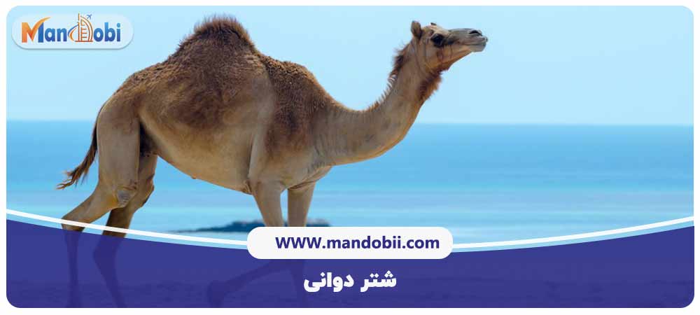 ورزشهای محبوب اماراتی